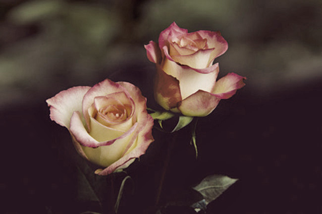 Rosen, unbearbeitetes Original