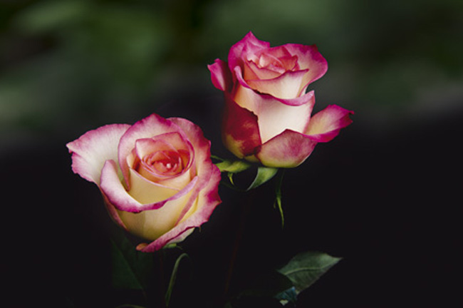 Rose Farbe