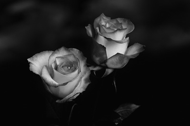 Rose SW